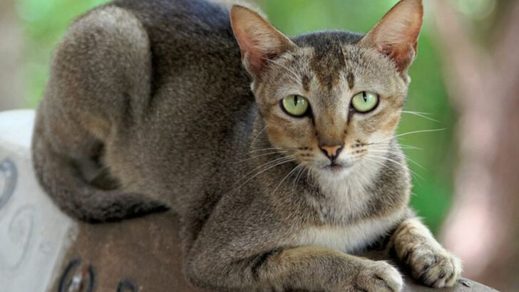 14 Tabby Cat Coat Patterns and Their Genetic Origins
