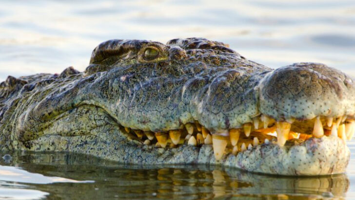 the-largest-nile-crocodile-ever-seenand-the-story-behind-it