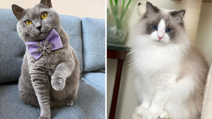 the-origins-of-cat-breed-names