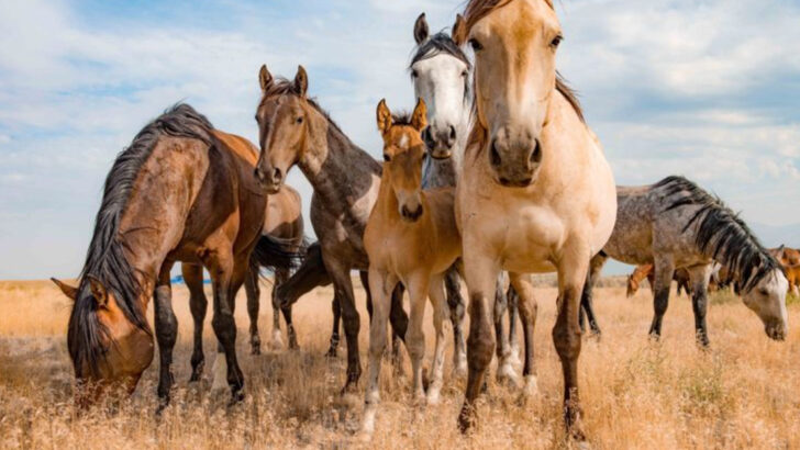 the-untold-story-of-americas-last-wild-horses