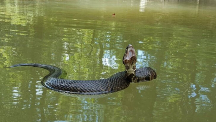 these-popular-us-rivers-are-crawling-with-snakes