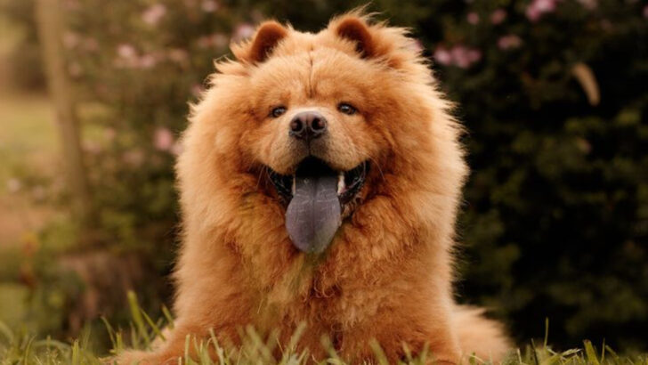 15 Things About Chow Chows No One Tells You Until It’s Too Late