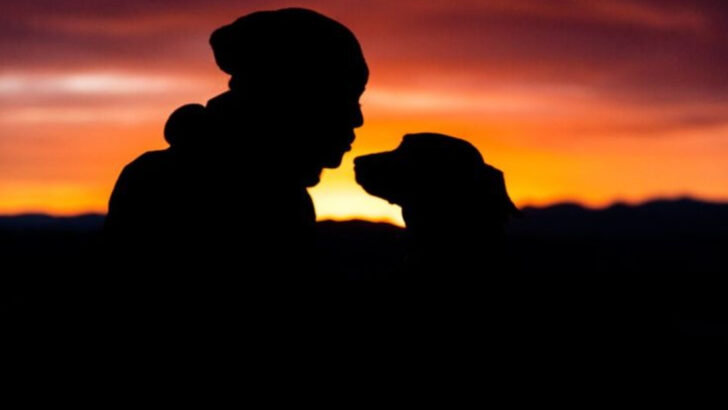 7 Things Dog Owners Regret Doing During Their Pet’s Final Days (And 10 That Bring Peace Instead)