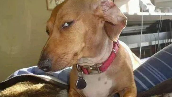 13 Things Dogs Do That Make Owners Scratch Their Heads