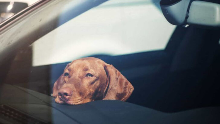15 Things Only Irresponsible Dog Owners Do
