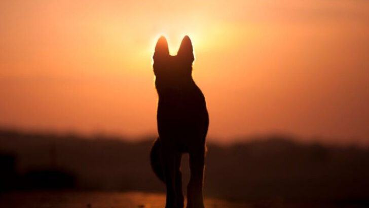 things-that-happen-when-your-pet-dies-at-home