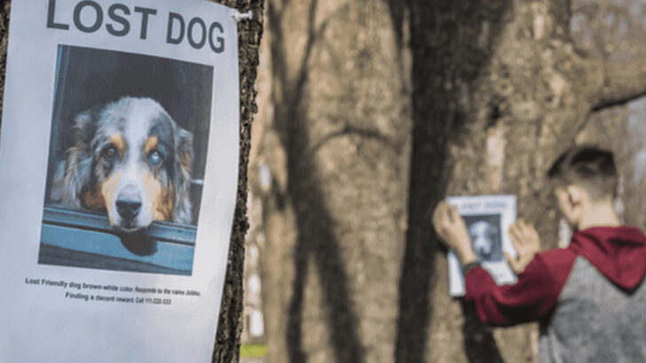 10 Things to Do If Your Dog Goes Missing