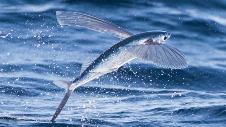 14 Things You Didn’t Know About Flying Fish (Yes, They Really Glide)