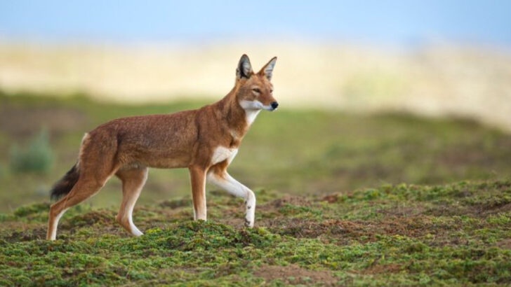 15 Things You Didn’t Know About the Ethiopian Wolf