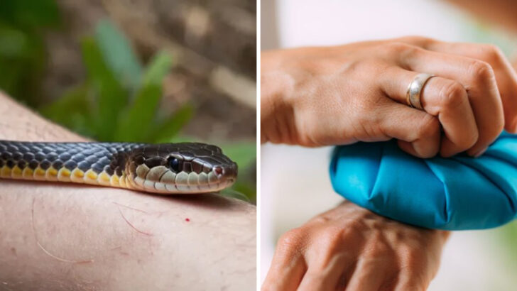 7 Things You Must Do Immediately After a Rat Snake Bite (And 5 You Shouldn’t)