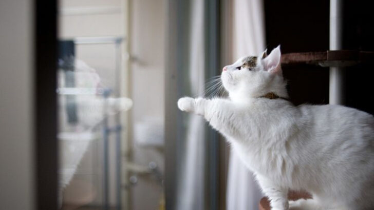 15 Things You Should Never Do If You Have a Munchkin Cat