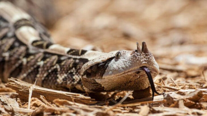 14 Things You’ll Wish You Knew Before a Gaboon Viper Bite