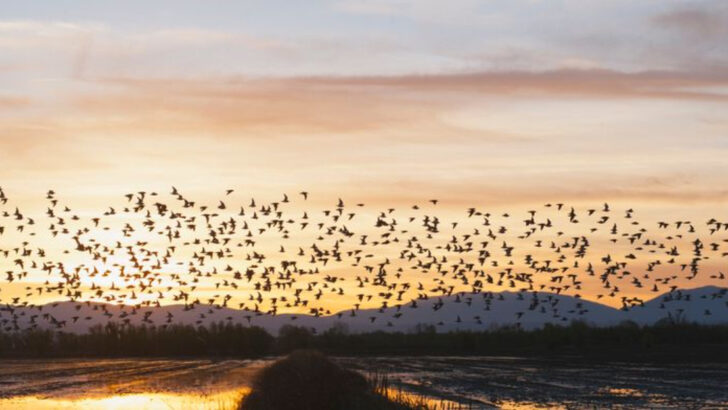 This State Has More Bird Species Than Anywhere Else in America—Here’s Why