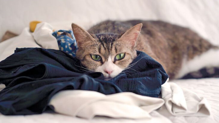 14 Thoughtful Ways to Help Your Cat Feel Less Lonely When You’re Away