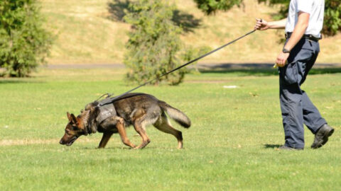 17 Tracking Dog Breeds That Can Follow Trails Days Old - Exploring Animals