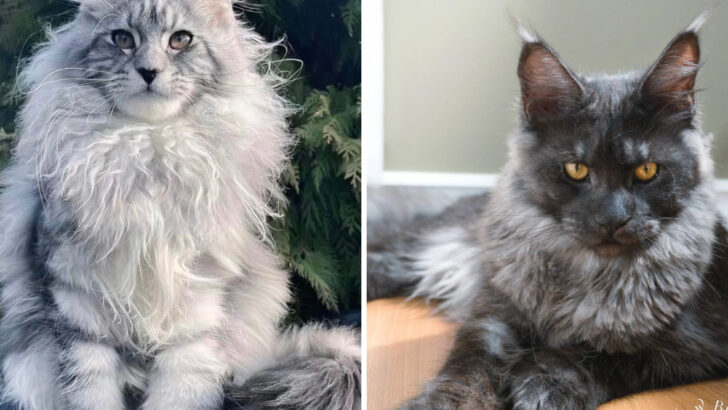 traits-that-make-the-smoke-maine-coon-a-genetic-anomaly