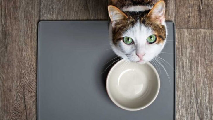 13 Types of People Who Probably Shouldn’t Own a Cat