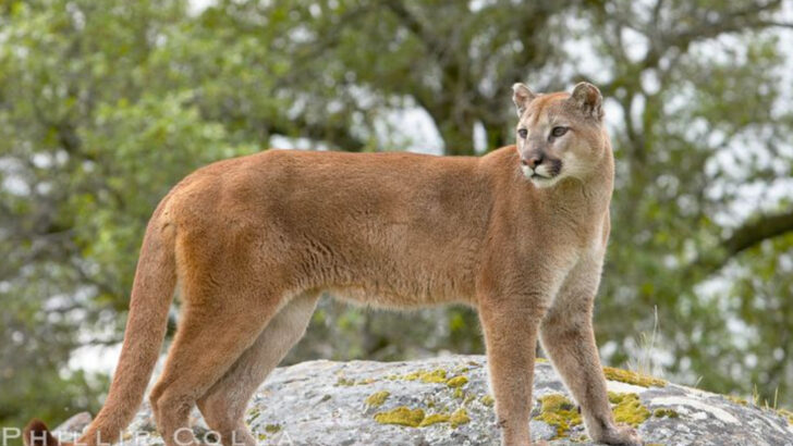 22 U.S. National Forests Where Fatal Mountain Lion Attacks Have Occurred