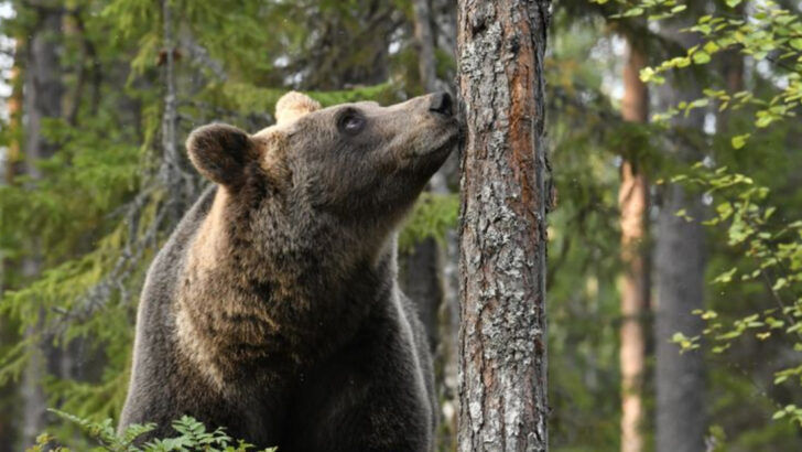 How Far Can Animals Smell You? 20 Surprising Examples