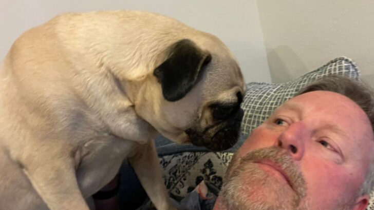 14 Velcro Dogs That Need You 24/7 (Personal Space? Forget It)