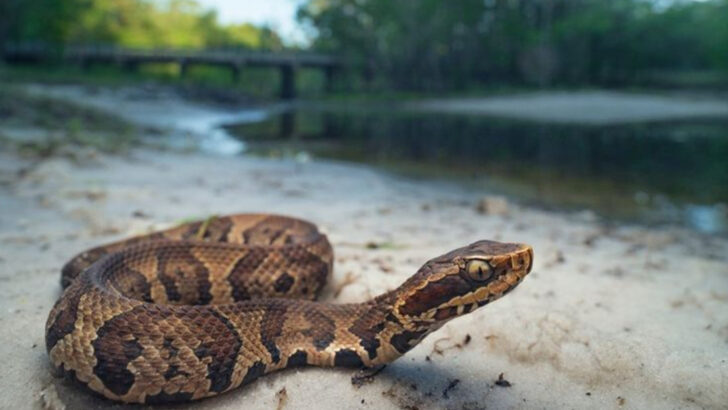 venomous-creatures-that-lurk-where-you-hunt-and-camp