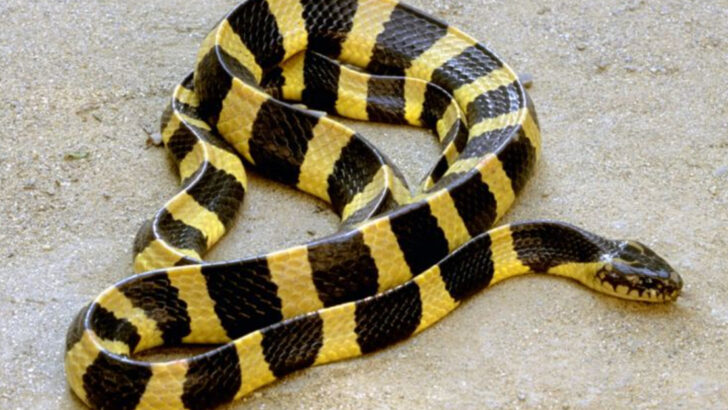 20 Venomous Snakes That Are Most Active During Summer Heat Waves