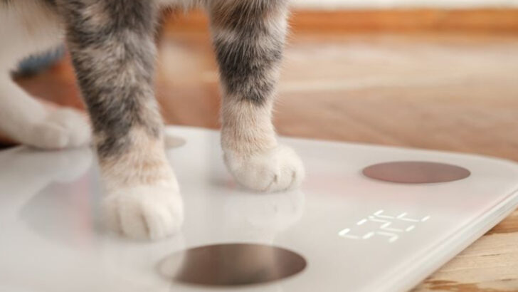 14 Vet-Approved Tips to Help Your Cat Lose Weight