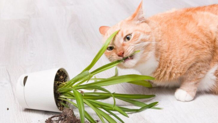 17 Ways Cats Drive You Crazy (And Somehow Keep You Smiling)