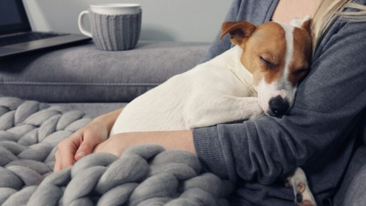 17 Ways Dogs Try to Comfort Their Humans