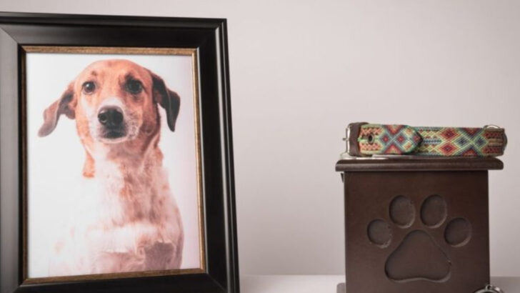 15 Ways to Cope With Losing Your Dog When the Grief Feels Overwhelming