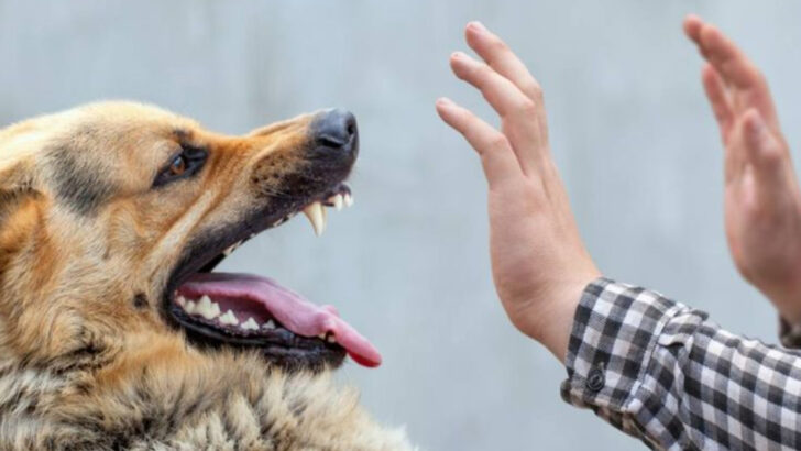 13 Ways to Handle a Charging Dog That Doesn’t Know You