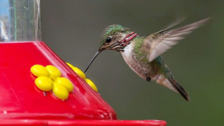 ways-to-keep-ants-away-from-your-hummingbird-feeder