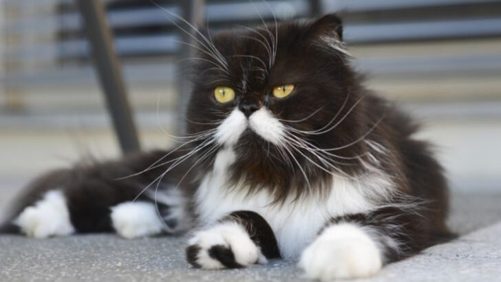 What Breed Is Your Tuxedo Cat? These Are the 15 Most Common