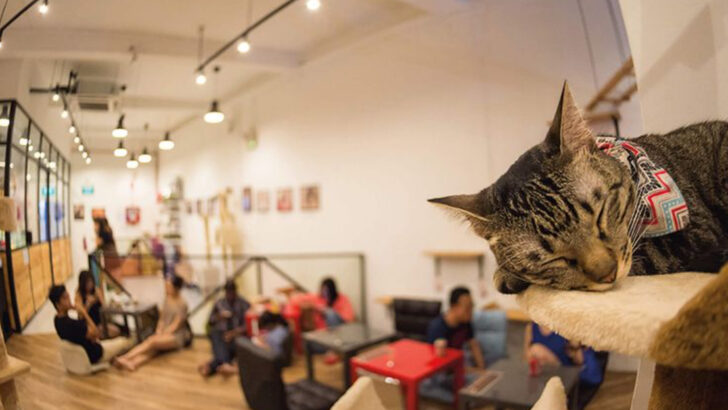 Where Do Shelter Cats Go When No One Picks Them?