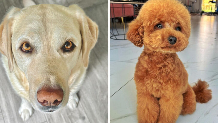 Where Dog Breed Names Come From: The Origins of 24 Popular Breeds
