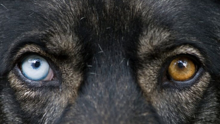 why-do-some-dogs-have-2-different-eye-colors-plus-real-cases