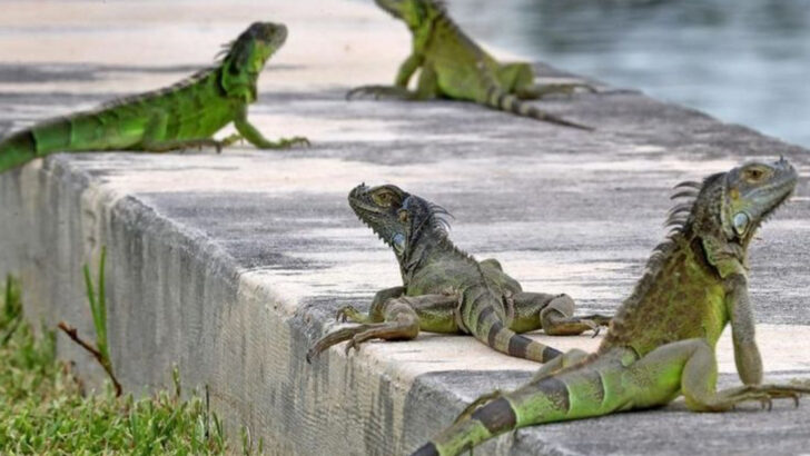 why-florida-has-more-invasive-species-than-anywhere-else-in-the-us