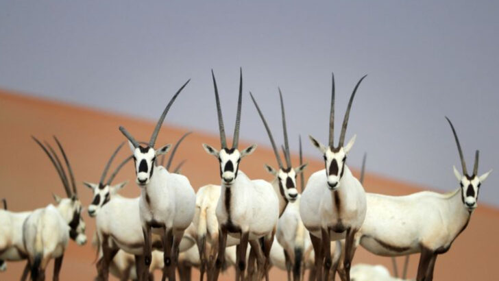 22 Wild Animals That Are Actually Improving After Being on Endangered Lists