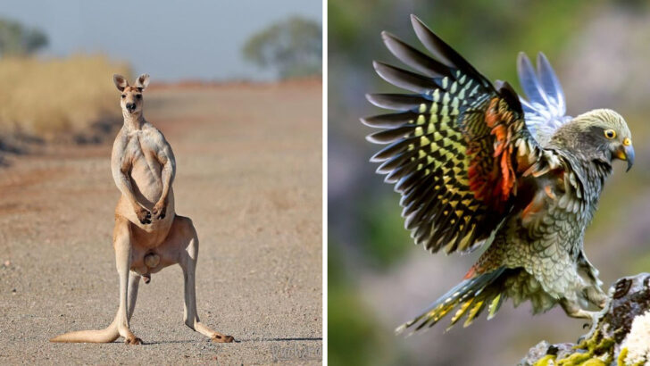 22 Wild Animals That Make Oceania One of the Most Fascinating Regions on Earth