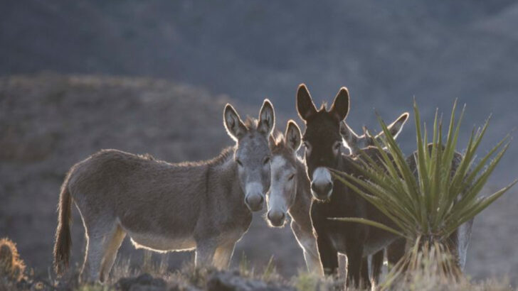 wild-donkey-populations-and-the-ongoing-fight-to-protect-them