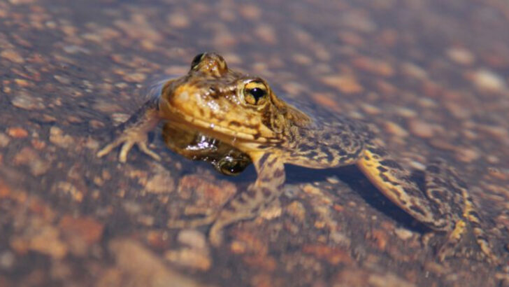 22 Wild Species Returning to the Klamath River After 100 Years of Dams