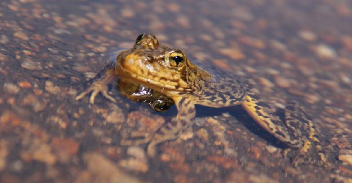22 Wild Species Returning to the Klamath River After 100 Years of Dams ...