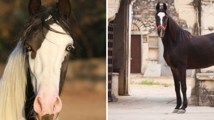wild-truths-about-the-marwari-horseindias-ears-turning-national-treasure