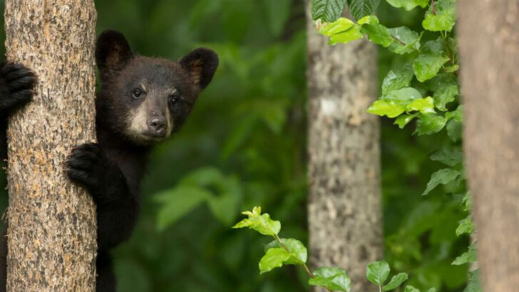 Wildlife Comebacks in the Mississippi Basin Thanks to Nature-Based Fixes