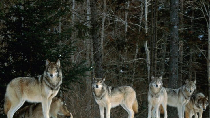 11 Wolf Super Packs Recorded in the Past Decade and What Sparked Them