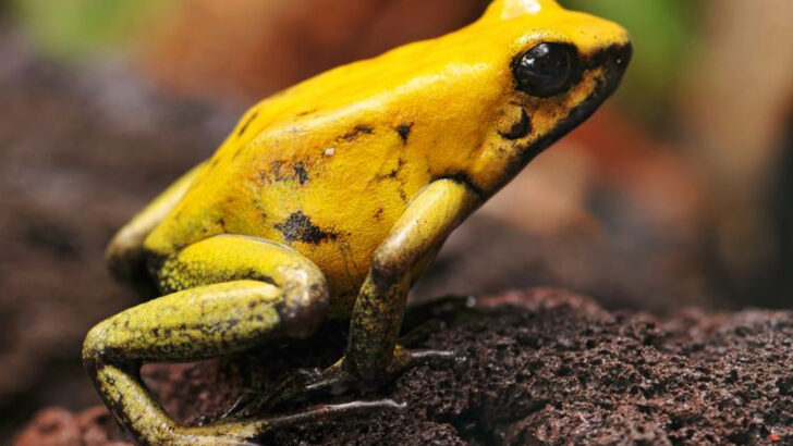 14 Yellow Animals That Glow Like Living Sunlight in the Wild