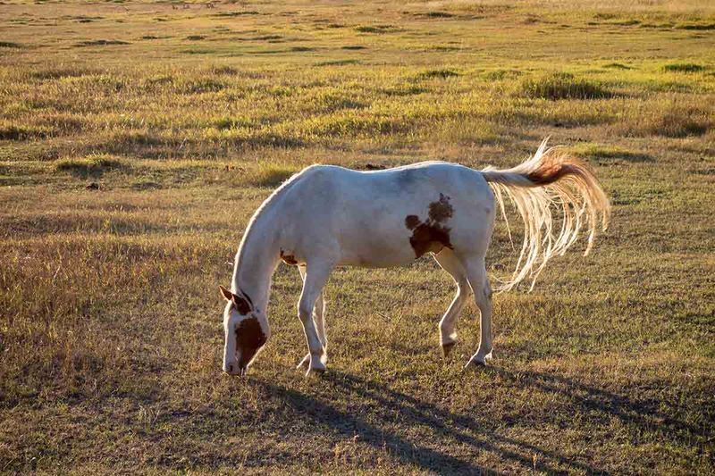 2. Tail Swishing