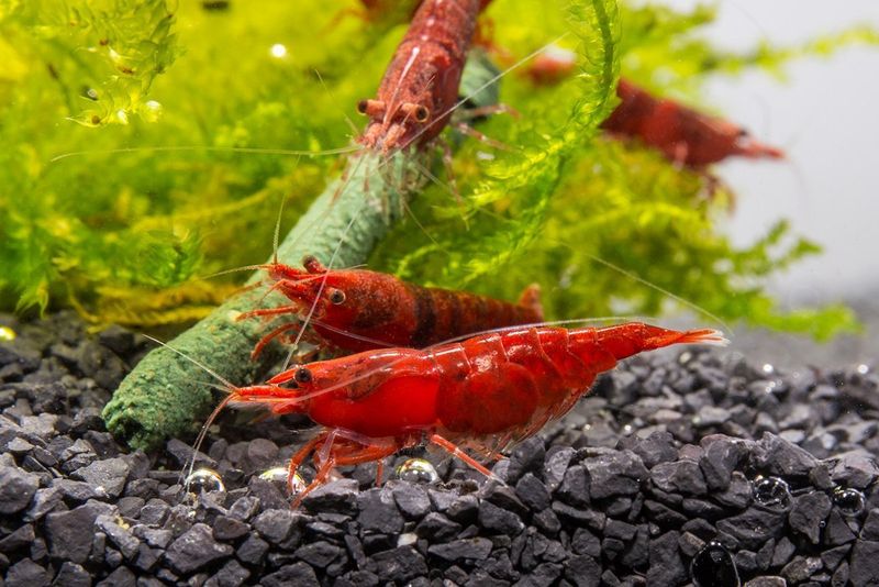 Cherry Shrimp
