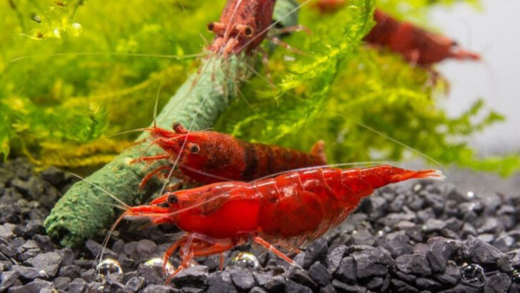 10 Amazing Non-Fish Aquarium Pets and 5 More That Will Brighten Your Tank