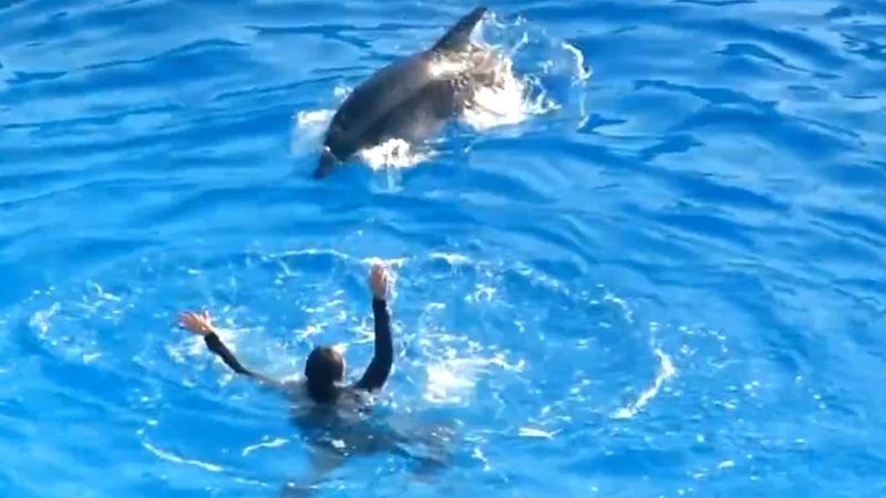 Dolphins Saving Humans